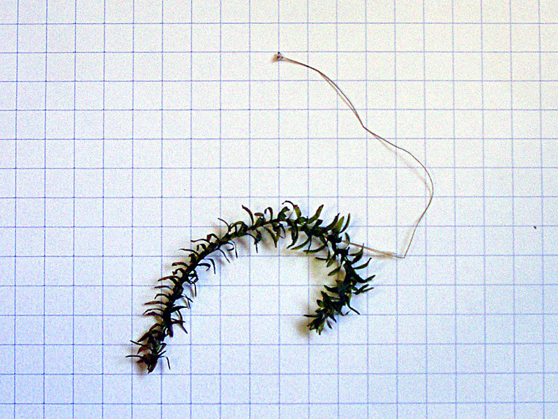Elodea canadensis Michx. / Peste d''acqua comune